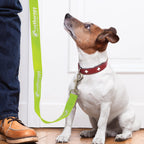 Trek Dog Leash (14)