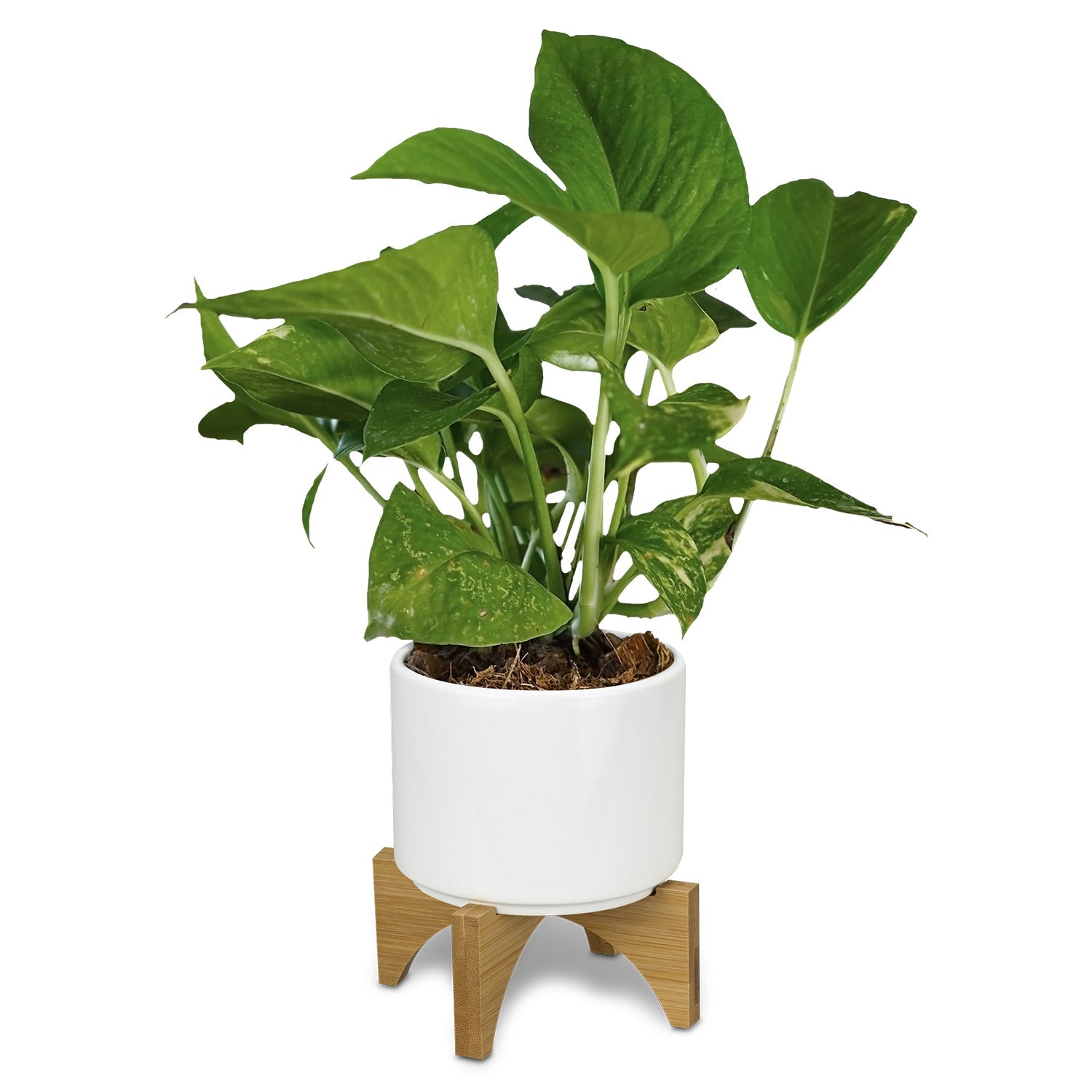 Planter with Bamboo Base (4)