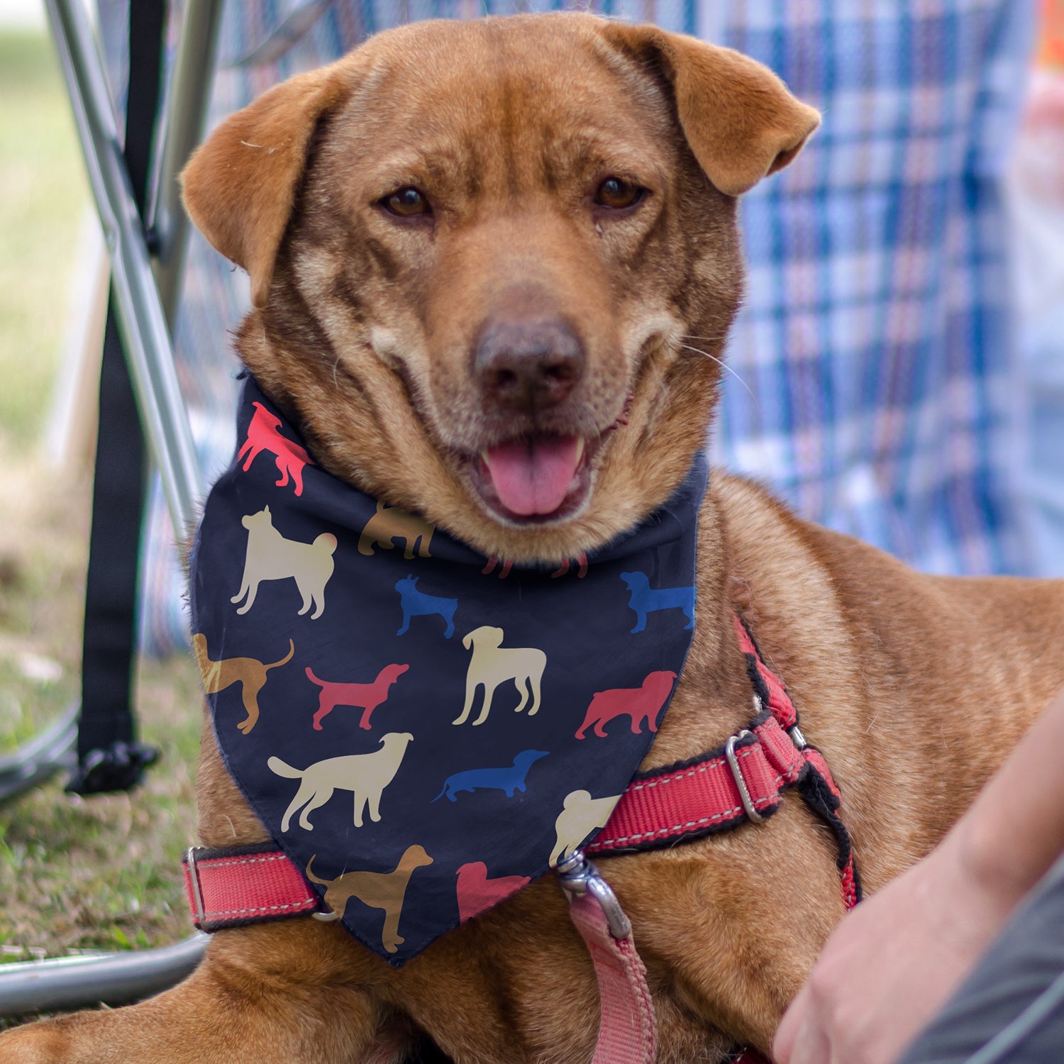 Pet Bandana - Medium (2)