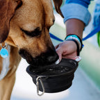 Silicone Collapsible Pet Bowl (8)