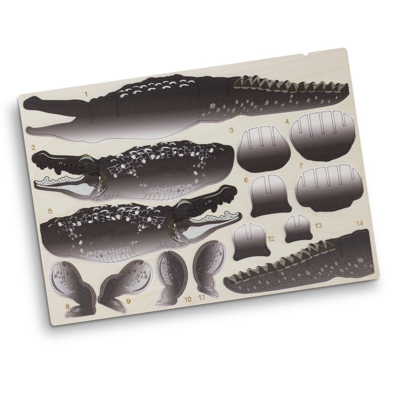 BRANDCRAFT Crocodile Wooden Model (3)