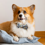 Amigo Pet Bow Tie (4)