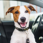 Amigo Dog Collar (4)