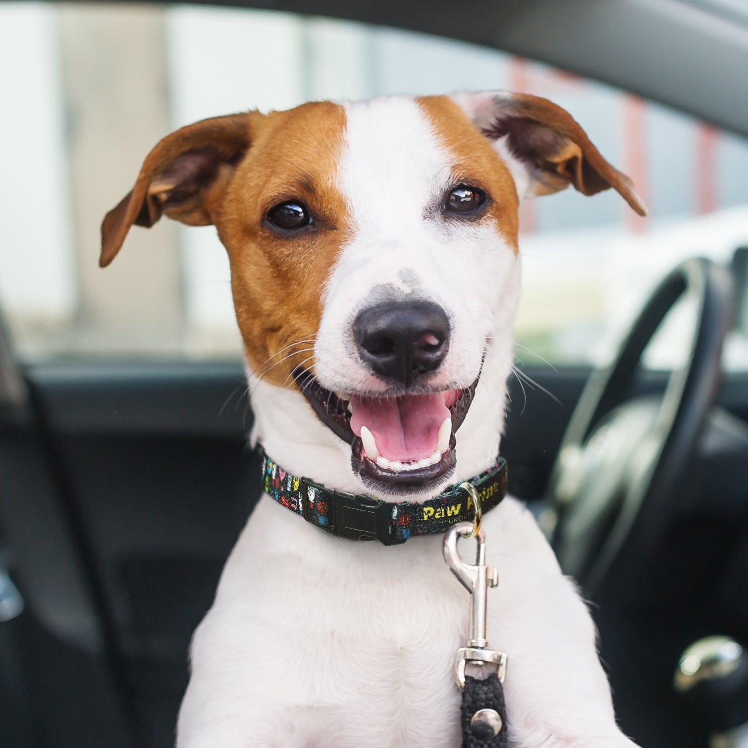 Amigo Dog Collar (4)