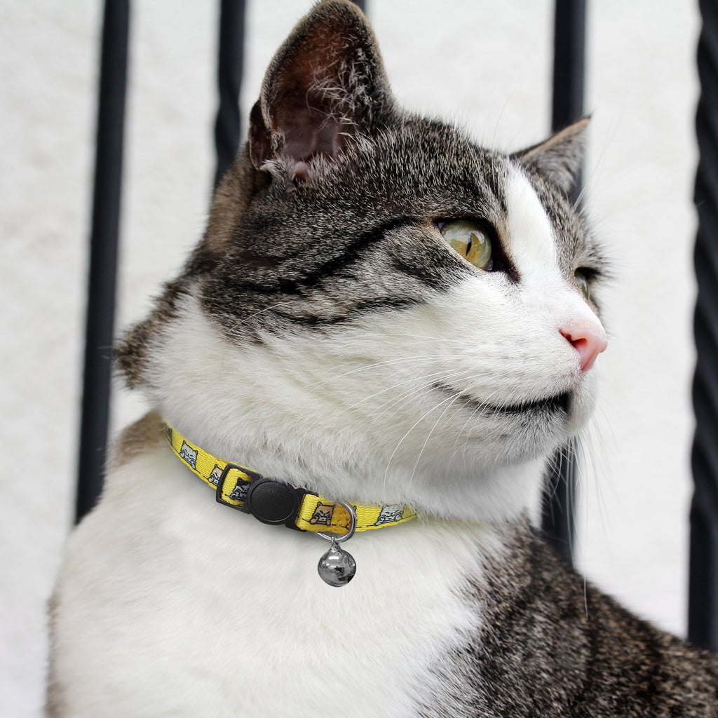 Amigo Cat Collar (6)